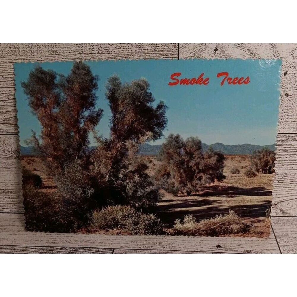 VTG Postcard Smoke Trees Desert Wash‎ Arizona Ephemera Memorabilia Souvenir